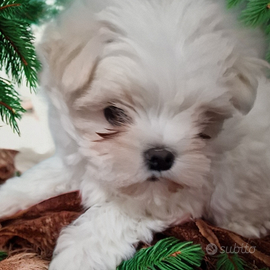 Maltese femmina