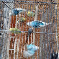 Diamantini/ pappagallini