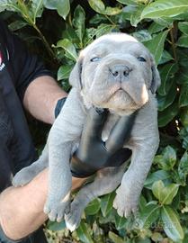 Cane corso cuccioli