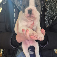 Maschietto di bouledogue francese disponibile
