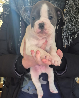 Maschietto di bouledogue francese disponibile