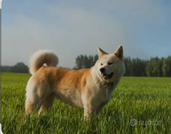 Akita inu