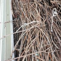 Fascine di sermenti vite