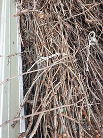 Fascine di sermenti vite