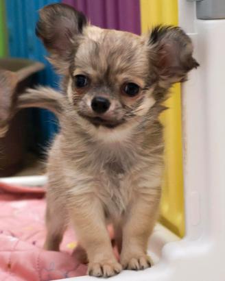 Cucciolo chihuahua con pedigree