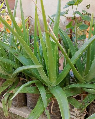 aloe vera