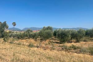 Fondi rustici/uliveto