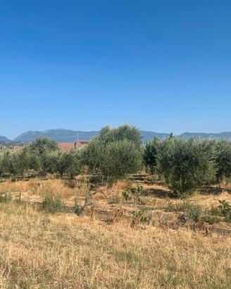 Fondi rustici/uliveto