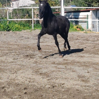 Puledro andaluso