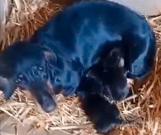 Bassottini maschi nani