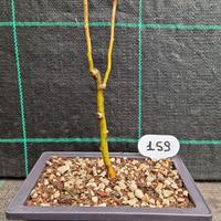 Bonsai Salice Contorto (Salix matsudana) 159