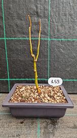 Bonsai Salice Contorto (Salix matsudana) 159