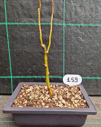 Bonsai Salice Contorto (Salix matsudana) 159