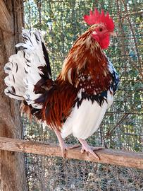 Galletti variopinti