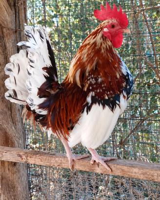 Galletti variopinti