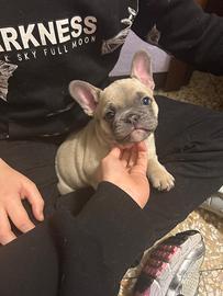 Bulldog Francese