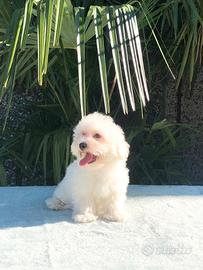 Cuccioli di maltese