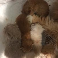 Cucciolo di persiano