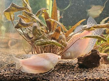 Pesci Acquario, Gourami bianchi