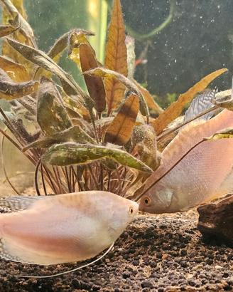 Pesci Acquario, Gourami bianchi