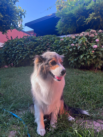Cuccioli Australian Shepherd Pastore Australiano