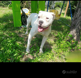American bulldog