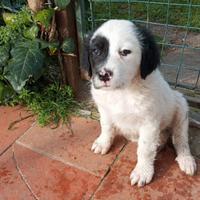 Joelle vorrebbe una famiglia