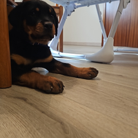 Cucciola di rottwailer