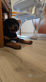 Cucciola di rottwailer