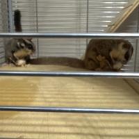 Petauri dello zucchero 2 femmina di 6 mesi