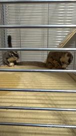 Petauri dello zucchero 2 femmina di 6 mesi