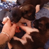 Cucciolo Akita americano