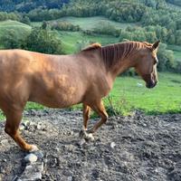 Cavallo