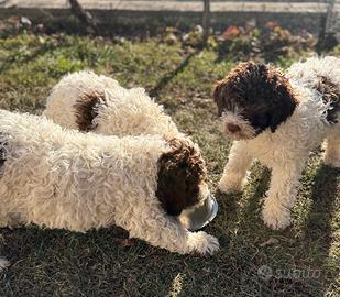 Cuccioli Lagotto romagnolo