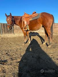 Puledro quarter horse