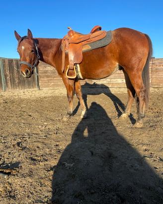 Puledro quarter horse