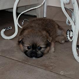 Spitz di Pomerania nano cucciolo