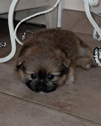 Spitz di Pomerania nano cucciolo