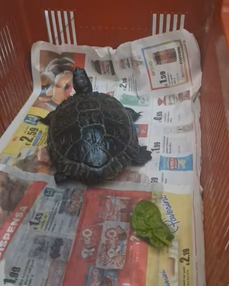 Tartaruga acquatica