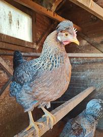 Galline Legbar