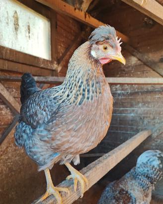 Galline Legbar