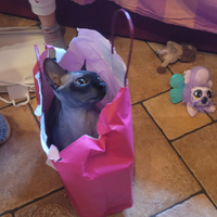 Sphynx per monta