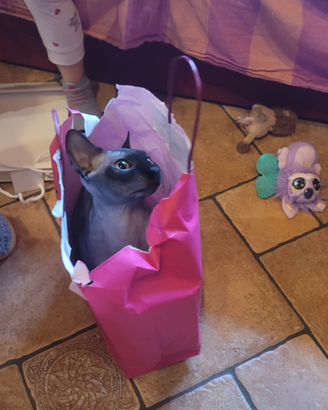 Sphynx per monta
