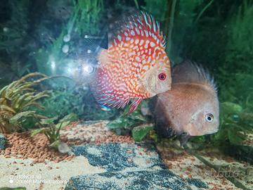 Aquario