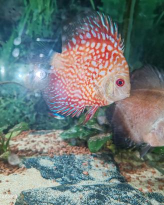 Aquario