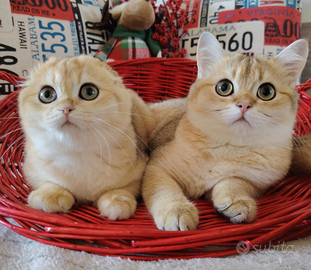 Gattina scottish fold