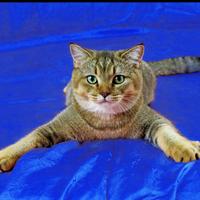 Scottish Straight maschio adulto