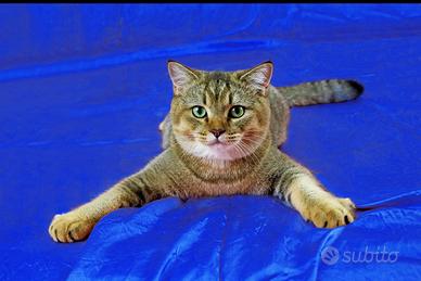 Scottish Straight maschio adulto