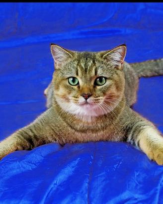 Scottish Straight maschio adulto