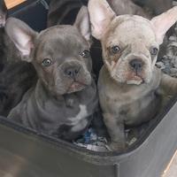 Cuccioli di bulldog francese